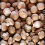 A crate of chestnut mushrooms