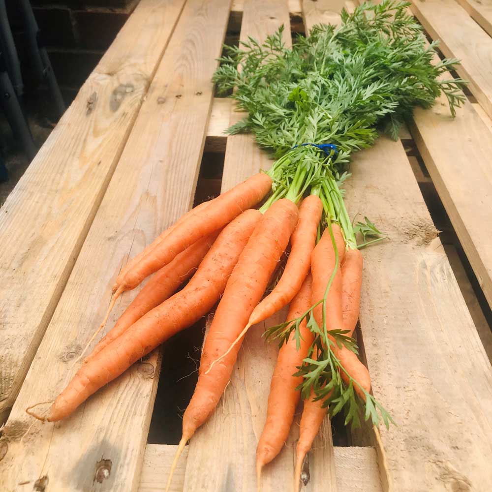 A bunch of raw carrots