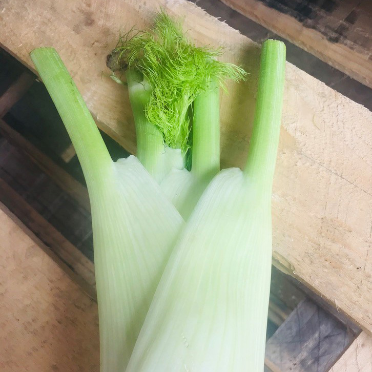 Fresh locally grown fennel