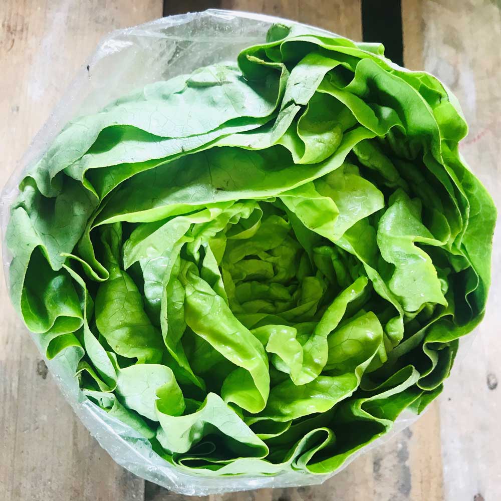 Round Lettuce