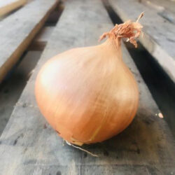 White Onion