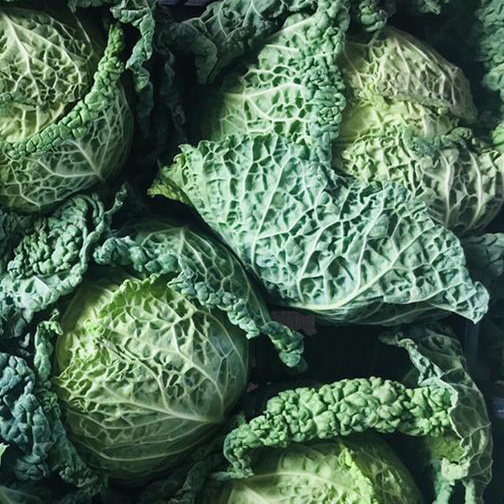 Savoy Cabbages