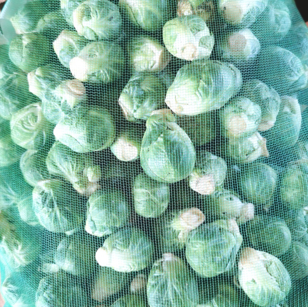 Sprouts